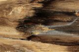 Polished, Petrified Wood (Metasequoia) Stand Up - Oregon #185139-1